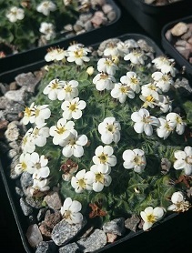 Myosotis pulvinaris - 8cm pot 